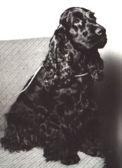 Чизлд Асентик